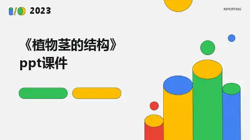 《植物茎的结构》课件
