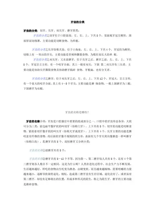 牙齿的分类