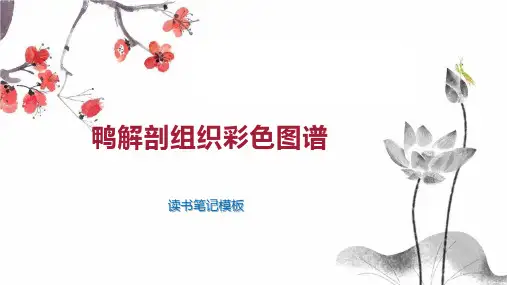 鸭解剖组织彩色图谱