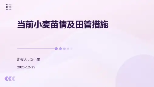 当前小麦苗情及田管措施.pptx
