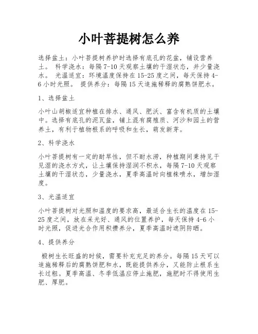 小叶菩提树怎么养