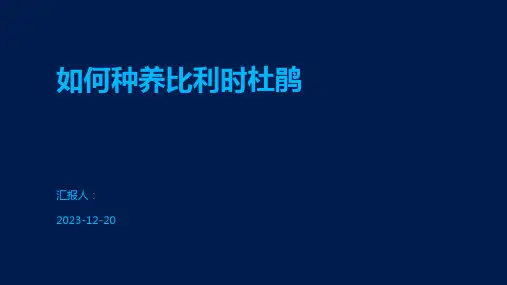 如何种养比利时杜鹃