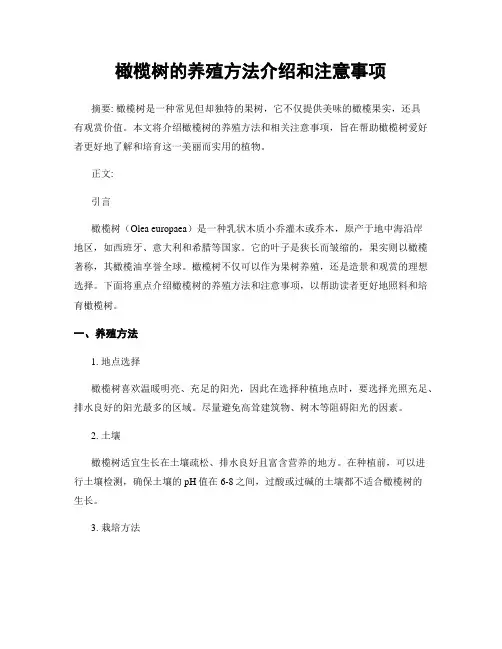 橄榄树的养殖方法介绍和注意事项