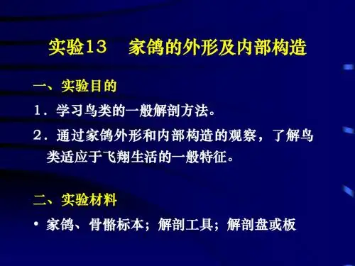 实验13 家鸽的外形及内部构造