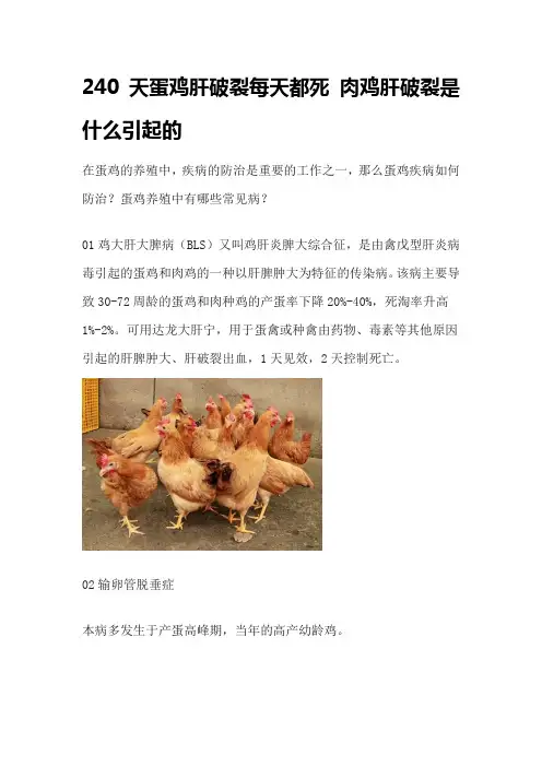 240天蛋鸡肝破裂每天都死 肉鸡肝破裂是什么引起的