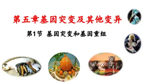 【公开课】基因突变和基因重组+课件高一下学期生物人教版(2019)必修2