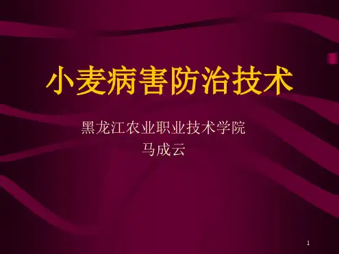 小麦病虫害防治技术演示课件