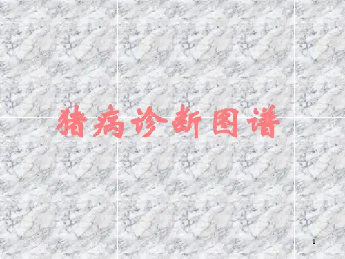 猪病诊断图谱001