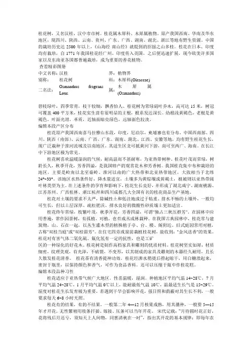 桂花树