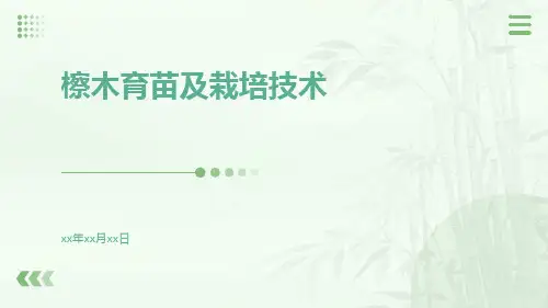 檫木育苗及栽培技术