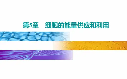 《光合作用与能量转化》人教版高中生物优秀-PPT