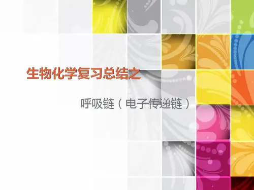 生物化学复习总结之呼吸链