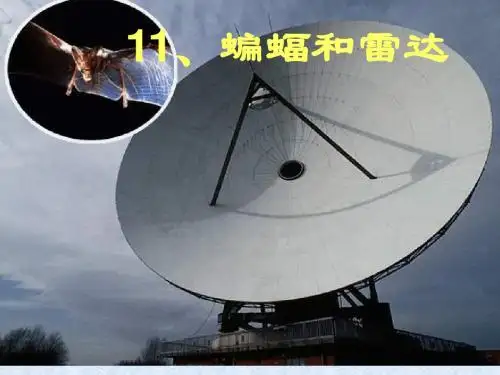 11.蝙蝠和雷达课件2