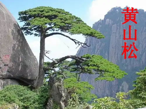 六年级下册语文课件黄山松_西师大版(共14页PPT)