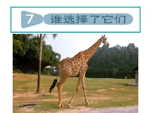 六年级上册科学课件 谁选择了它们教科版 (共31页)PPT