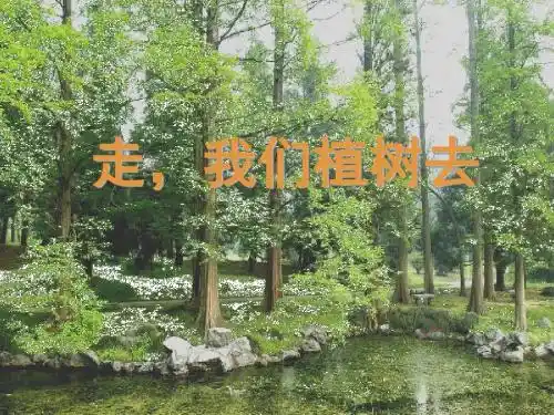 苏教版四年级下册语文《走,我们去植树》课件PPT