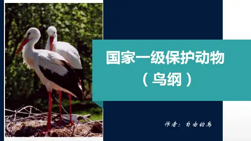 国家一级保护动物(鸟类)图文