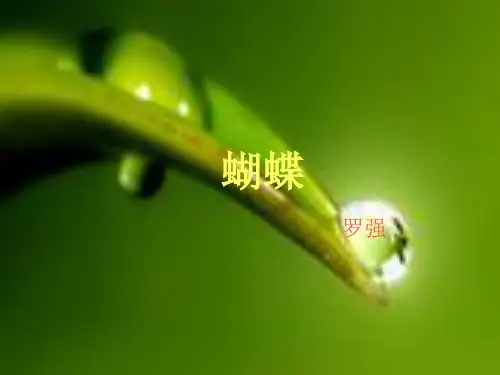 枯叶蝶