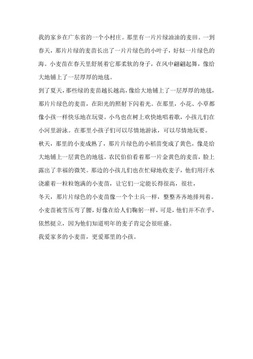 家乡的小麦作文350字