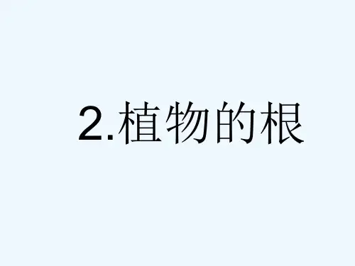 植物的根课件  PPT