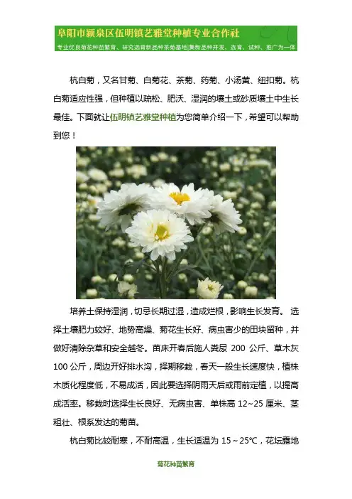 杭白菊种植条件