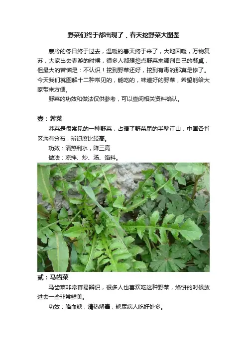 野菜们终于都出现了，春天挖野菜大图鉴