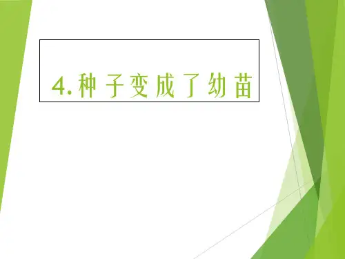 三年级下册科学优质课件-1.4种子变成了幼苗-教科版(三起) (5)