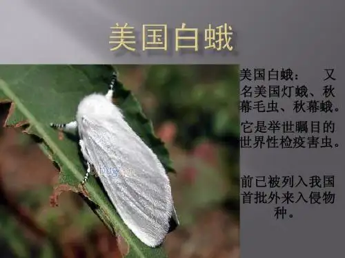 美国白蛾