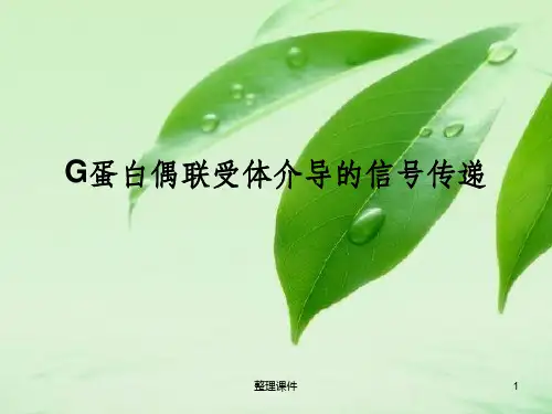 G蛋白偶联受体介导的信号通路