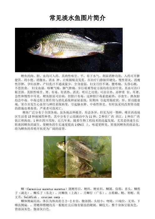 淡水鱼简介