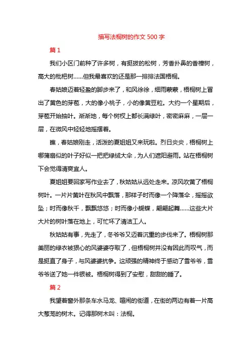 描写法桐树的作文500字