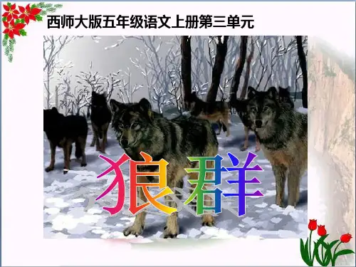 西师大版五年级上册语文第11课《狼群》精品 课件 