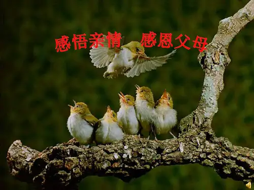 感悟亲情ppt