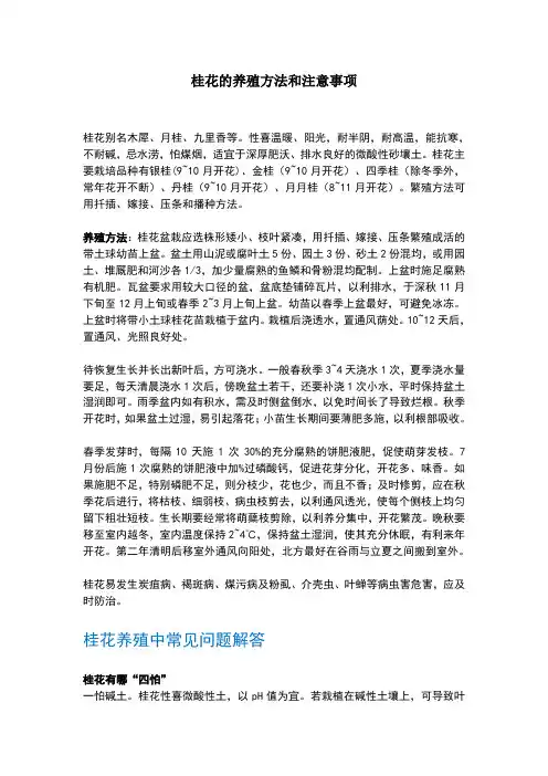 桂花的养殖方法和注意事项