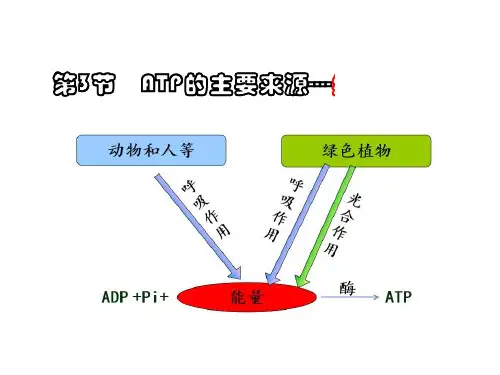第5.3节 ATP的主要来源——细胞呼吸课件ppt