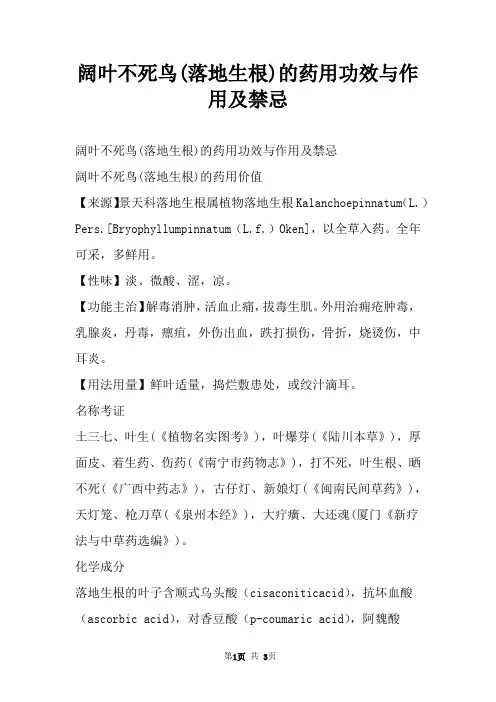 阔叶不死鸟(落地生根)的药用功效与作用及禁忌