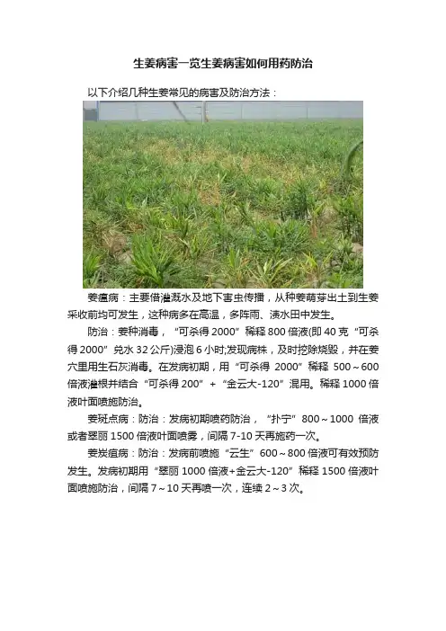 生姜病害一览生姜病害如何用药防治