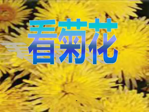 看菊花42p-精品课件