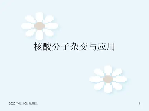 核酸分子杂交与应用PPT课件