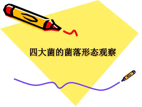 细菌、酵母菌、放线菌、霉菌四大菌落形态观察