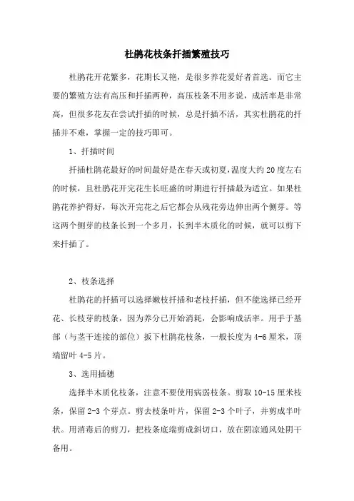 杜鹃花枝条扦插繁殖技巧