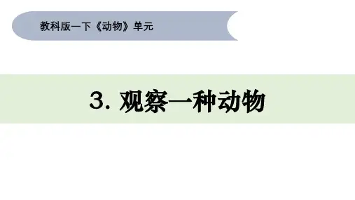 教科版一年级下册科学《观察一种动物》PPT优质课件