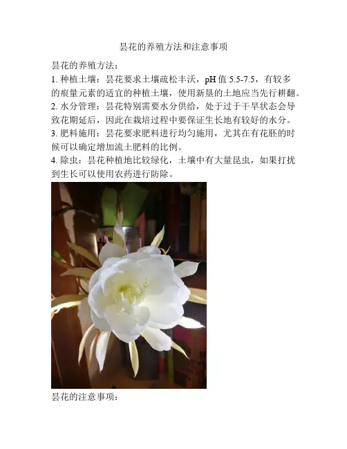 昙花的养殖方法和注意事项