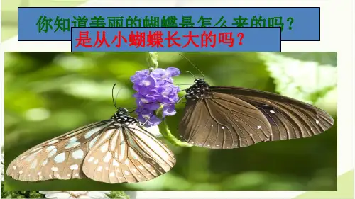 人教版初中生物昆虫的生殖和发育课文课件PPT