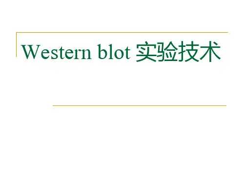 Westernblot实验技术PPT
