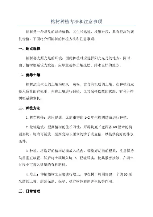 榕树种植方法和注意事项