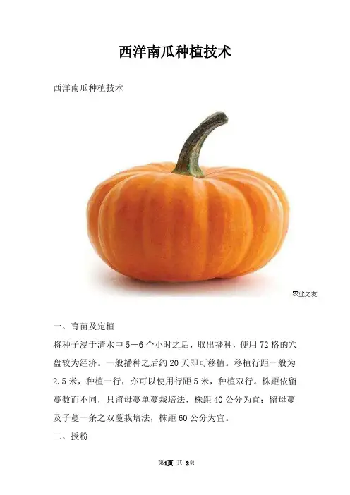 西洋南瓜种植技术