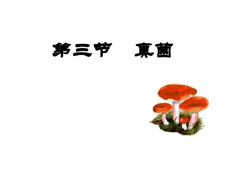 人教版八年级上册 生物 课件 5.4.3真菌 (共17张PPT)