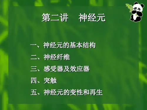 神经元
