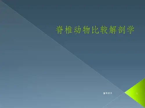 脊椎动物比较解剖学(1)